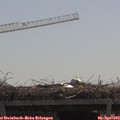 11_35-mast.jpg