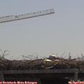 11_40-mast.jpg