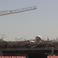 11_50-mast.jpg