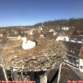 11_50-nest.jpg