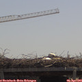 11_55-mast.jpg
