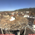 11_55-nest.jpg