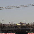 12_05-mast.jpg