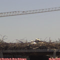 12_10-mast.jpg