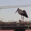 12_20-mast.jpg