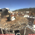 12_20-nest.jpg