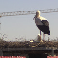 12_25-mast.jpg