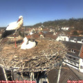 12_25-nest.jpg