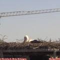 12_30-mast.jpg