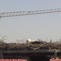 12_35-mast.jpg