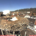 12_40-nest.jpg