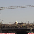12_45-mast.jpg