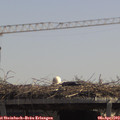 12_50-mast.jpg