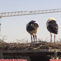 12_55-mast.jpg