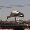 13_00-mast.jpg