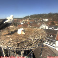 13_00-nest.jpg