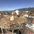 13_10-nest.jpg