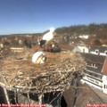 13_15-nest.jpg