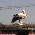 13_20-mast.jpg