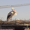 13_30-mast.jpg