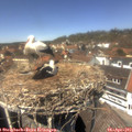 13_40-nest.jpg