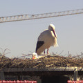13_45-mast.jpg