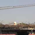 13_55-mast.jpg
