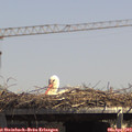 14_05-mast.jpg