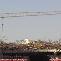 14_15-mast.jpg