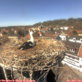 14_25-nest.jpg