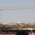 14_50-mast.jpg