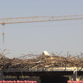 14_55-mast.jpg