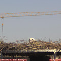 15_10-mast.jpg
