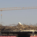 15_15-mast.jpg