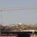15_20-mast.jpg