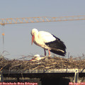 15_30-mast.jpg