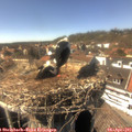 15_30-nest.jpg