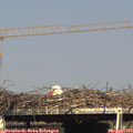 16_45-mast.jpg