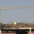 16_55-mast.jpg
