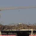 17_10-mast.jpg