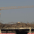 17_55-mast.jpg