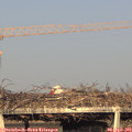 18_50-mast.jpg