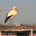 18_55-mast.jpg