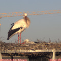 19_00-mast.jpg
