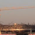 19_30-mast.jpg