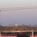 19_45-mast.jpg