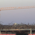 19_50-mast.jpg