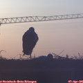 06_50-mast.jpg