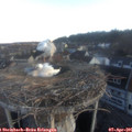 06_50-nest.jpg