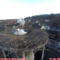 06_55-nest.jpg